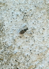 Leptopodomorpha