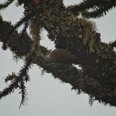 Lepidocolaptes falcinellus