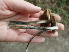 Inocybe insignis