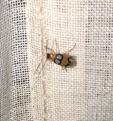 Diabrotica bioculata