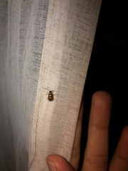 Diabrotica bioculata