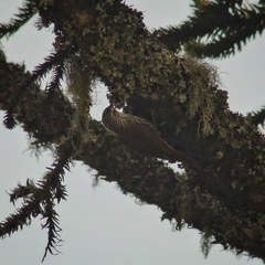 Lepidocolaptes falcinellus