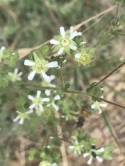 Horkelia clevelandii