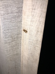 Diabrotica bioculata