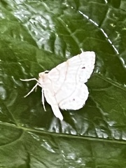 Trigrammia quadrinotaria