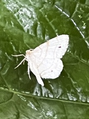 Trigrammia quadrinotaria