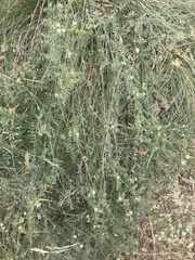 Horkelia clevelandii