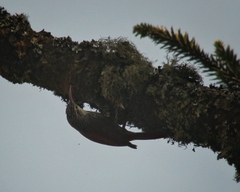 Lepidocolaptes falcinellus