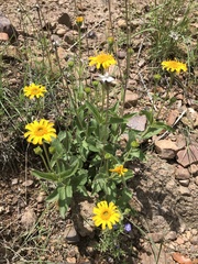 Lasianthaea podocephala