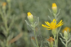 Heterotheca angustifolia