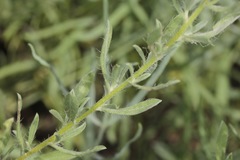 Heterotheca angustifolia
