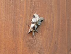 Furcula scolopendrina