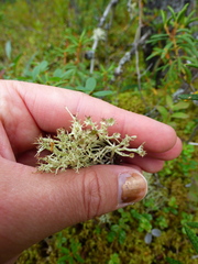 Cladonia amaurocraea