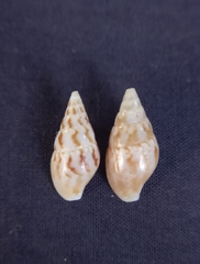 Mitrella semiconvexa