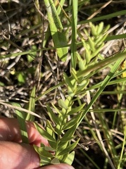 Comandra umbellata umbellata