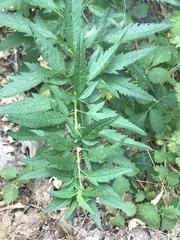 Datisca glomerata