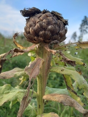 Centaurea macrocephala