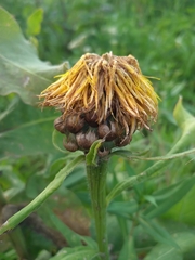 Centaurea macrocephala