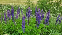 Lupinus polyphyllus