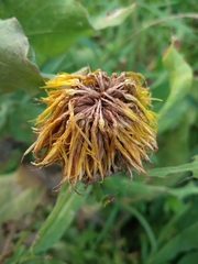 Centaurea macrocephala
