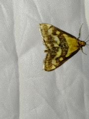 Pyrausta ostrinalis