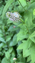 Veronicastrum virginicum