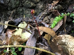 Lobelia physaloides