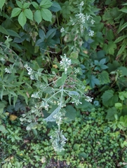 Nepeta cataria