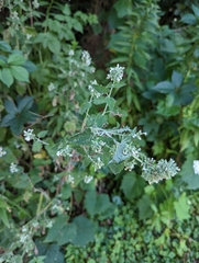 Nepeta cataria