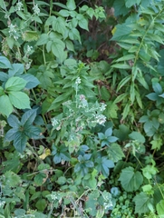 Nepeta cataria