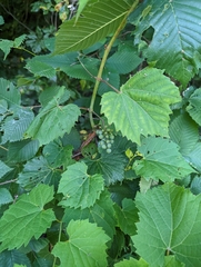 Vitis riparia
