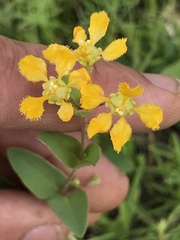 Aspicarpa hirtella