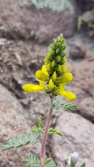 Dalea lutea