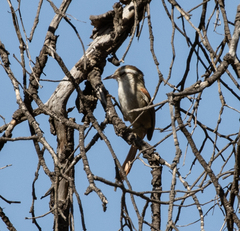 Cranioleuca pyrrhophia