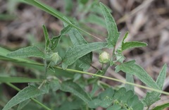 Malvella sagittifolia