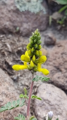 Dalea lutea