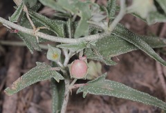 Malvella sagittifolia