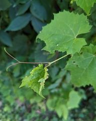 Daktulosphaira vitifoliae