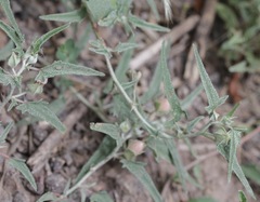 Malvella sagittifolia