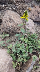 Dalea lutea