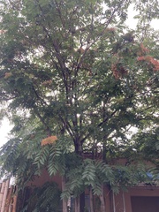 Ailanthus altissima