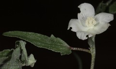 Malvella sagittifolia