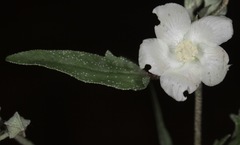 Malvella sagittifolia