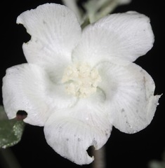 Malvella sagittifolia