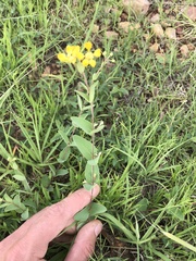 Aspicarpa hirtella