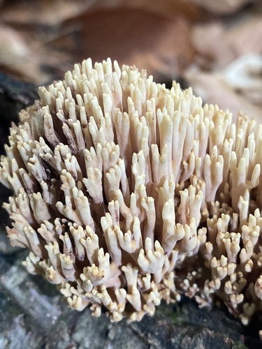 Upright Coral Fungus