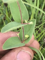 Aspicarpa hirtella