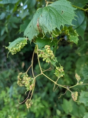 Daktulosphaira vitifoliae