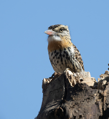 Nystalus maculatus striatipectus