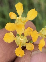 Aspicarpa hirtella